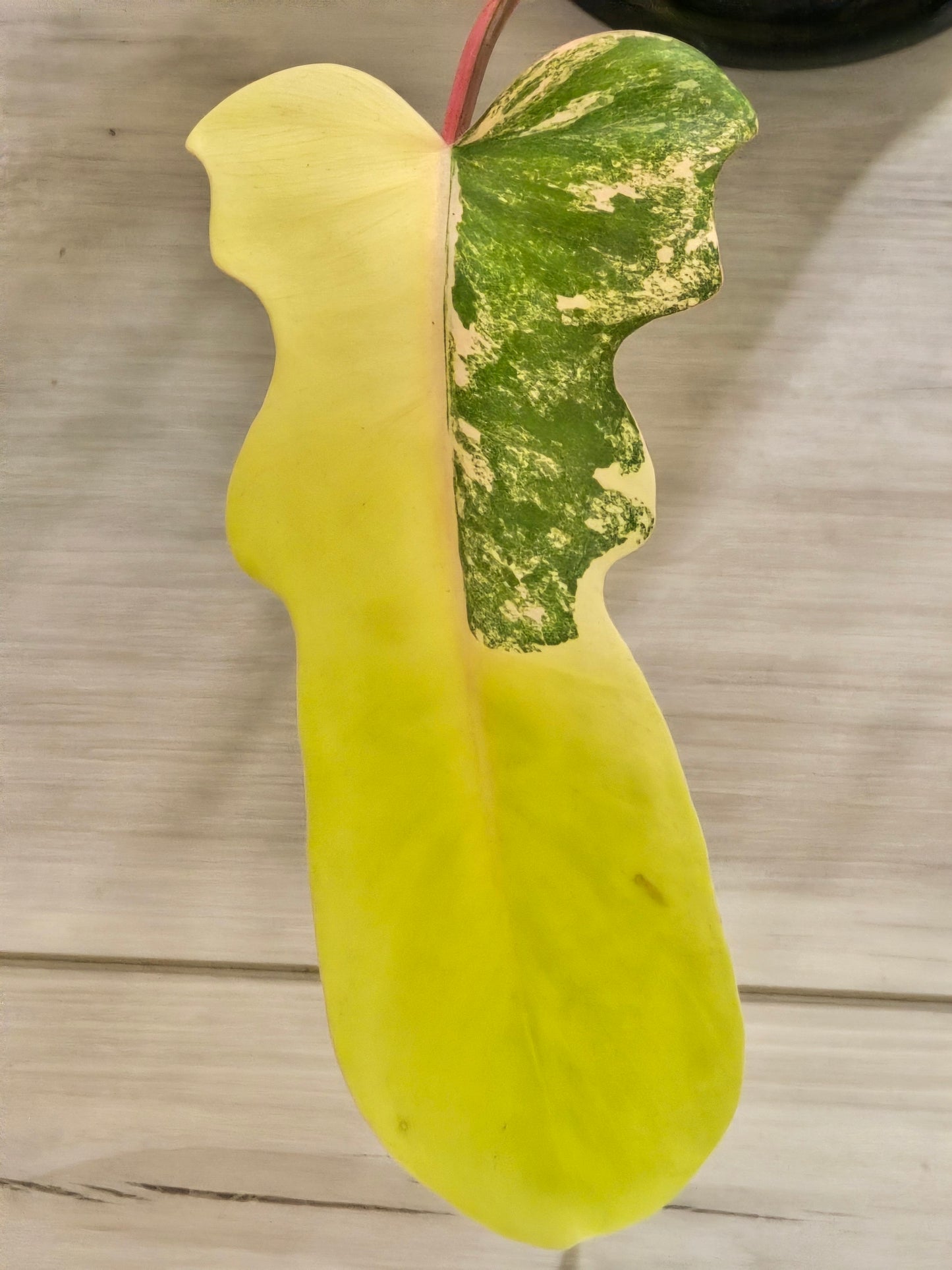 Philodendron Florida Beauty X Mayoi Variegated #62