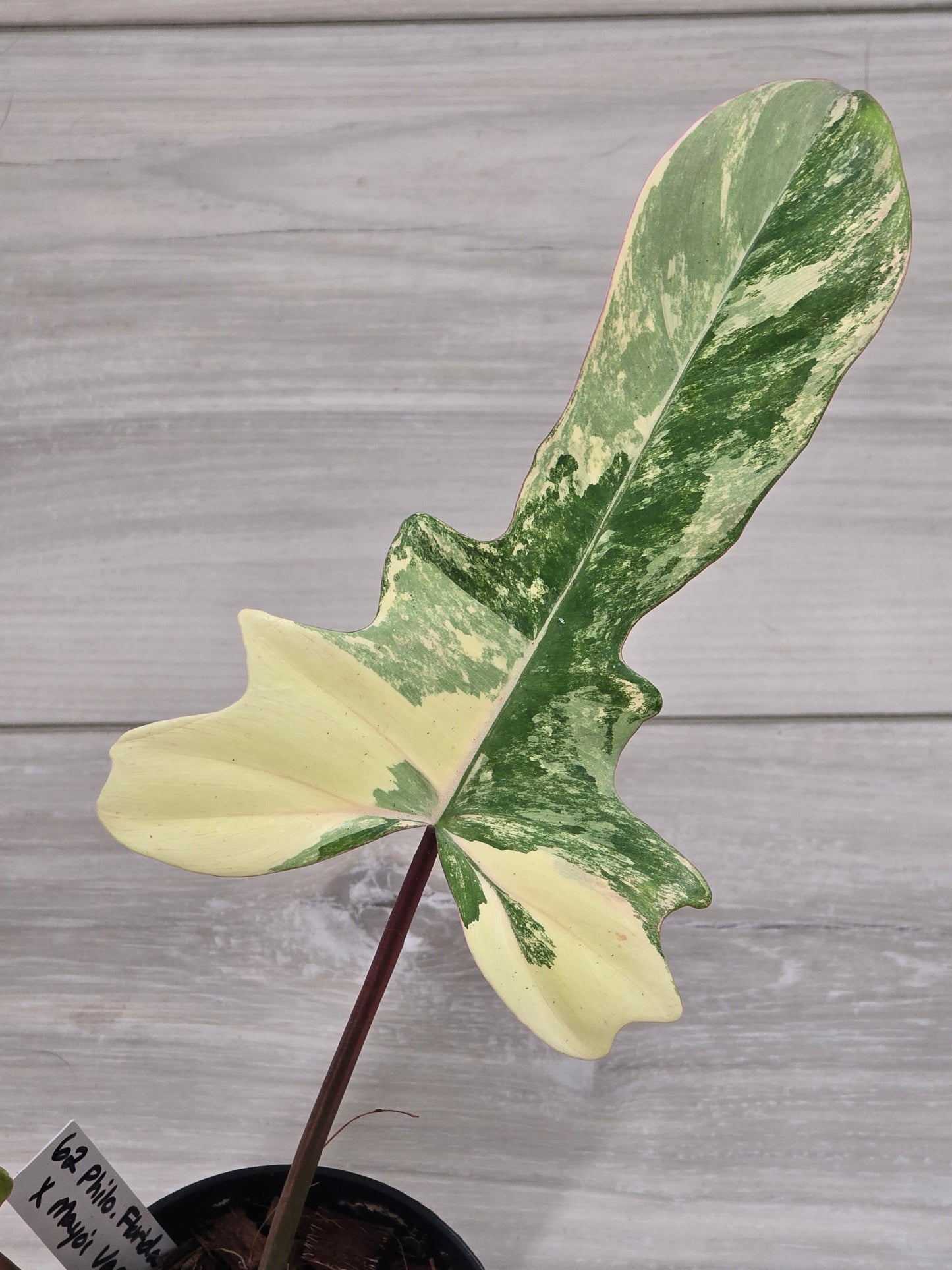 Philodendron Florida Beauty X Mayoi Variegated #62