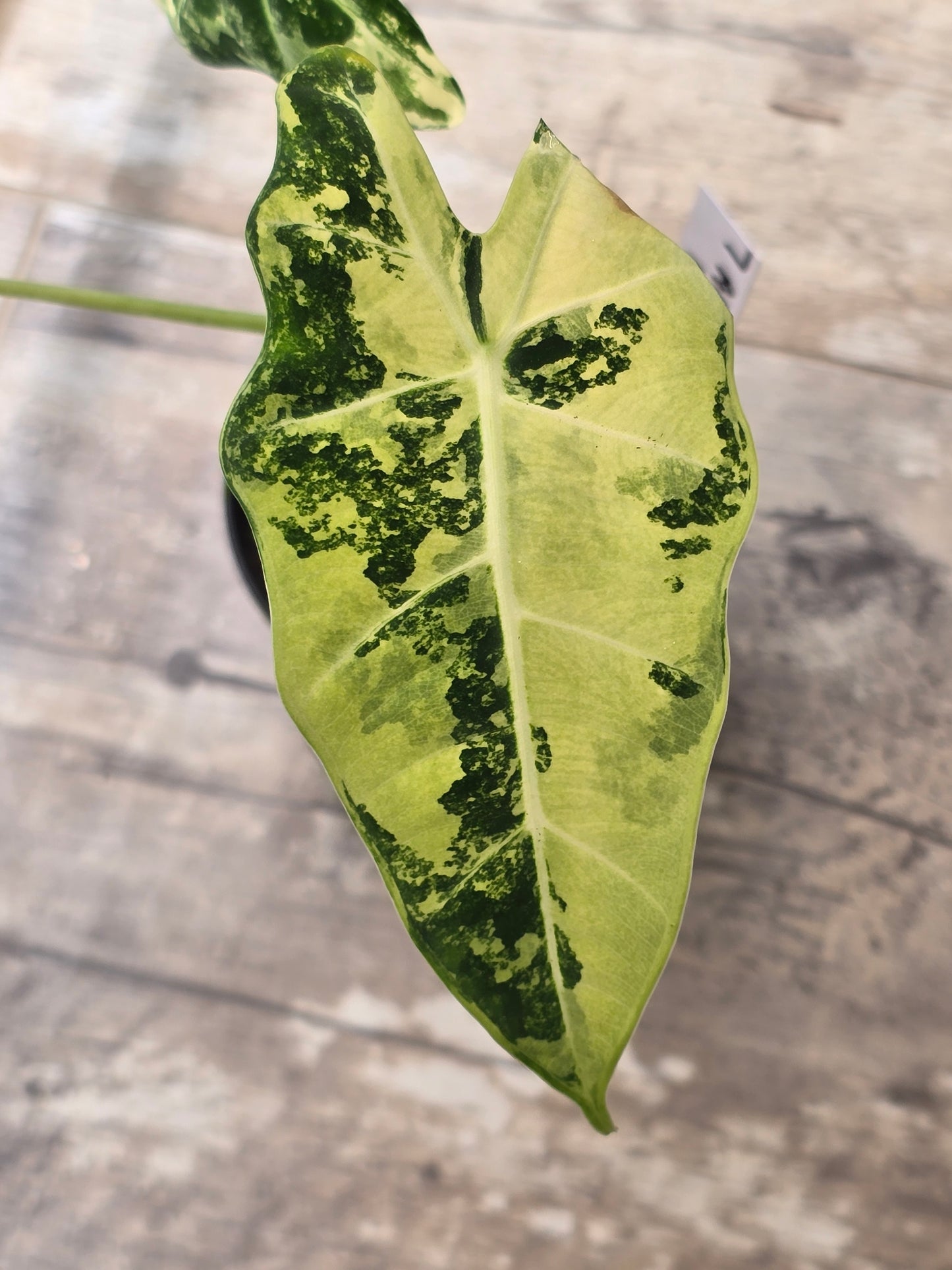 Alocasia Frydek Variegated #7