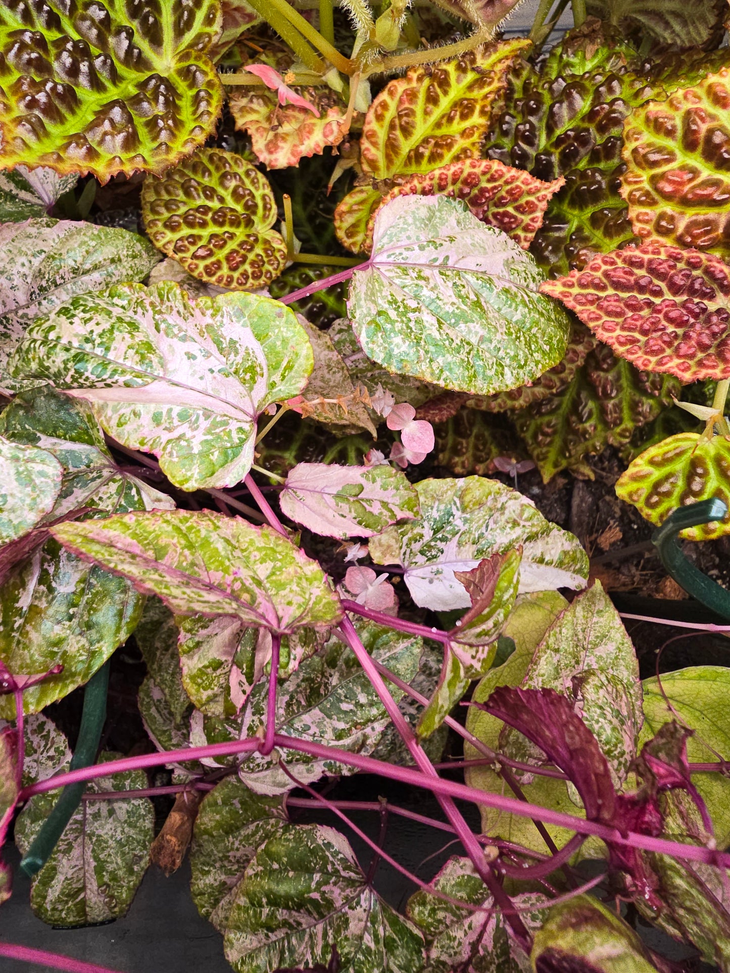 Cissus Discolor Variegated