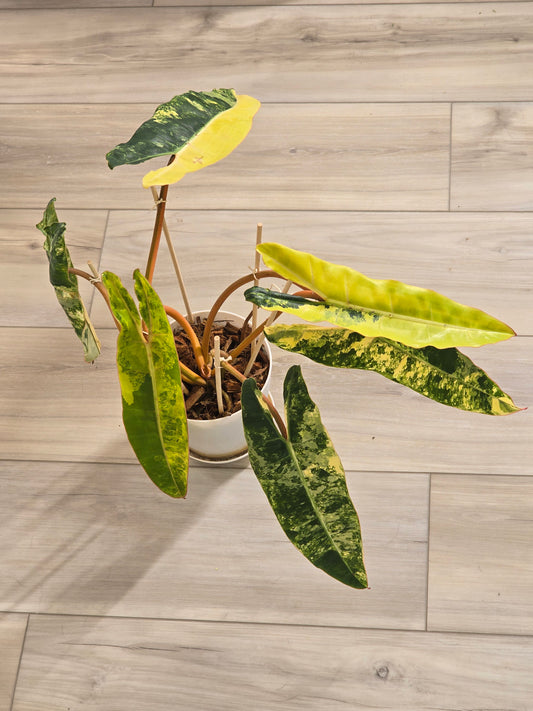 Philodendron Billietiae Variegated #587