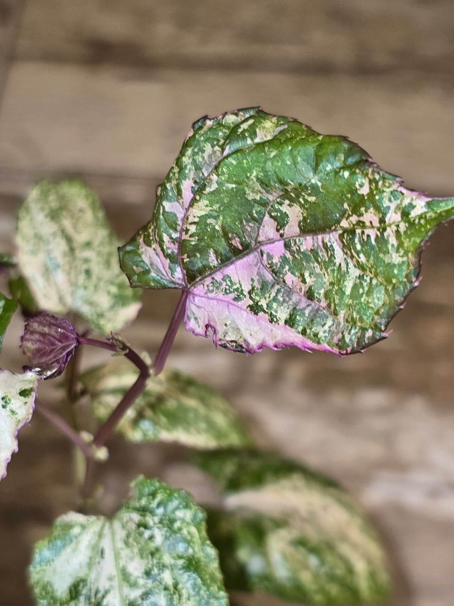 Cissus Discolor Variegated