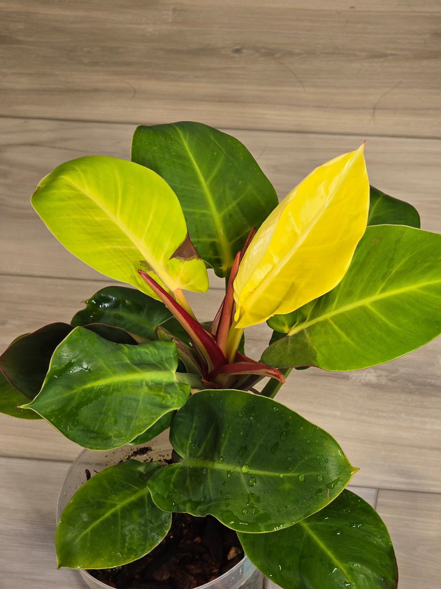 Philodendron Red Moon #26