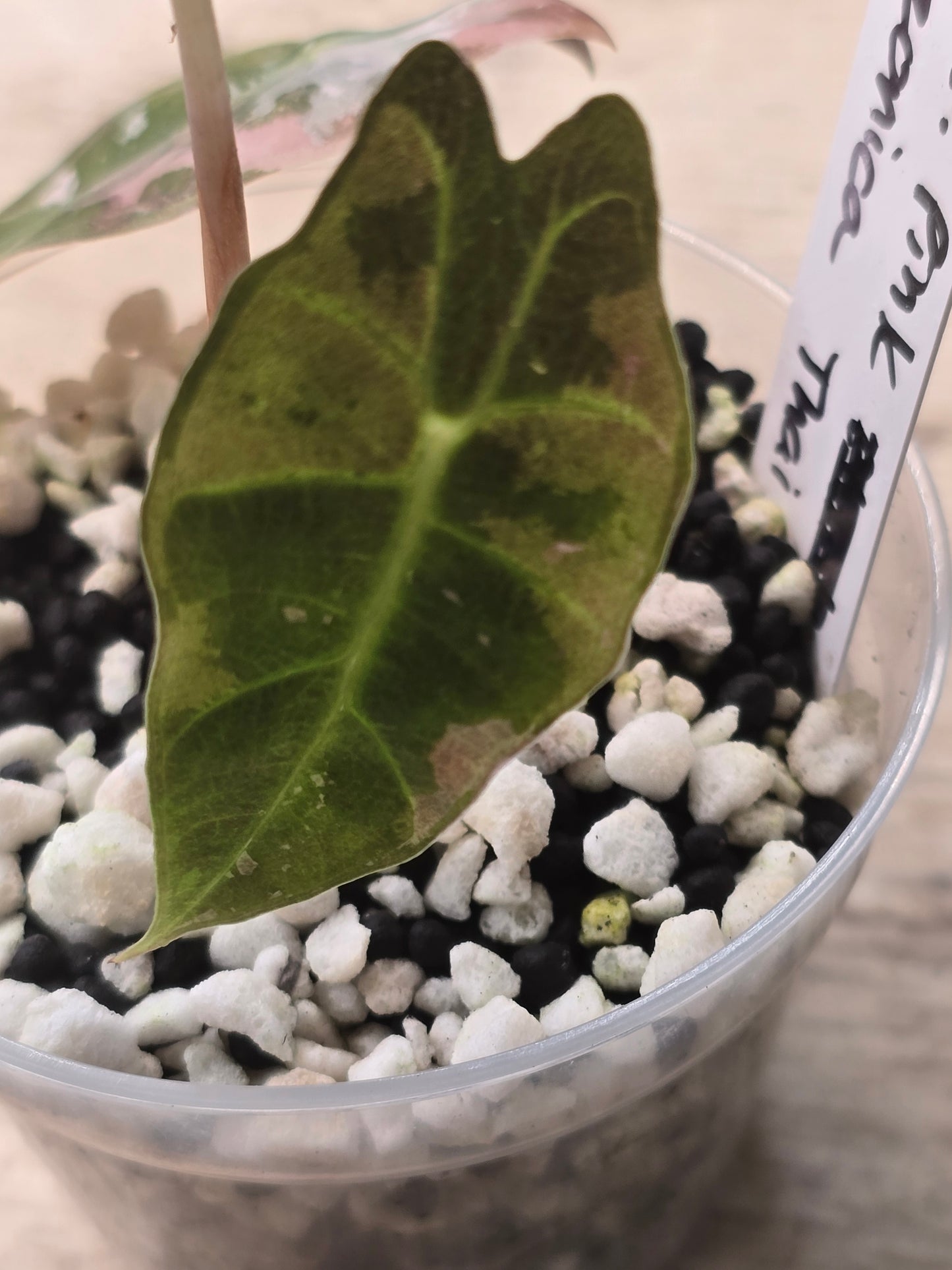 Alocasia Pink Amazonica Thai Version #13