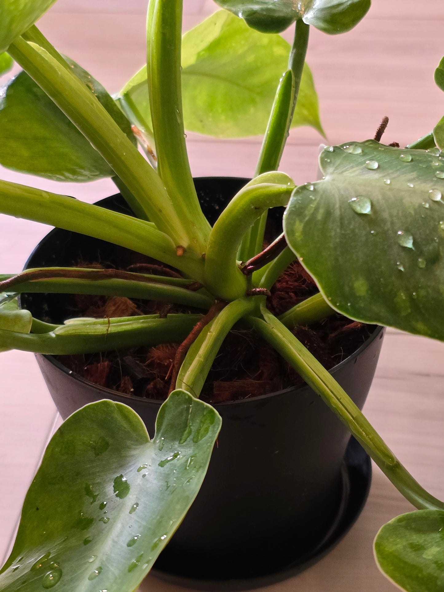 Philodendron Jose Buono Variegated #164