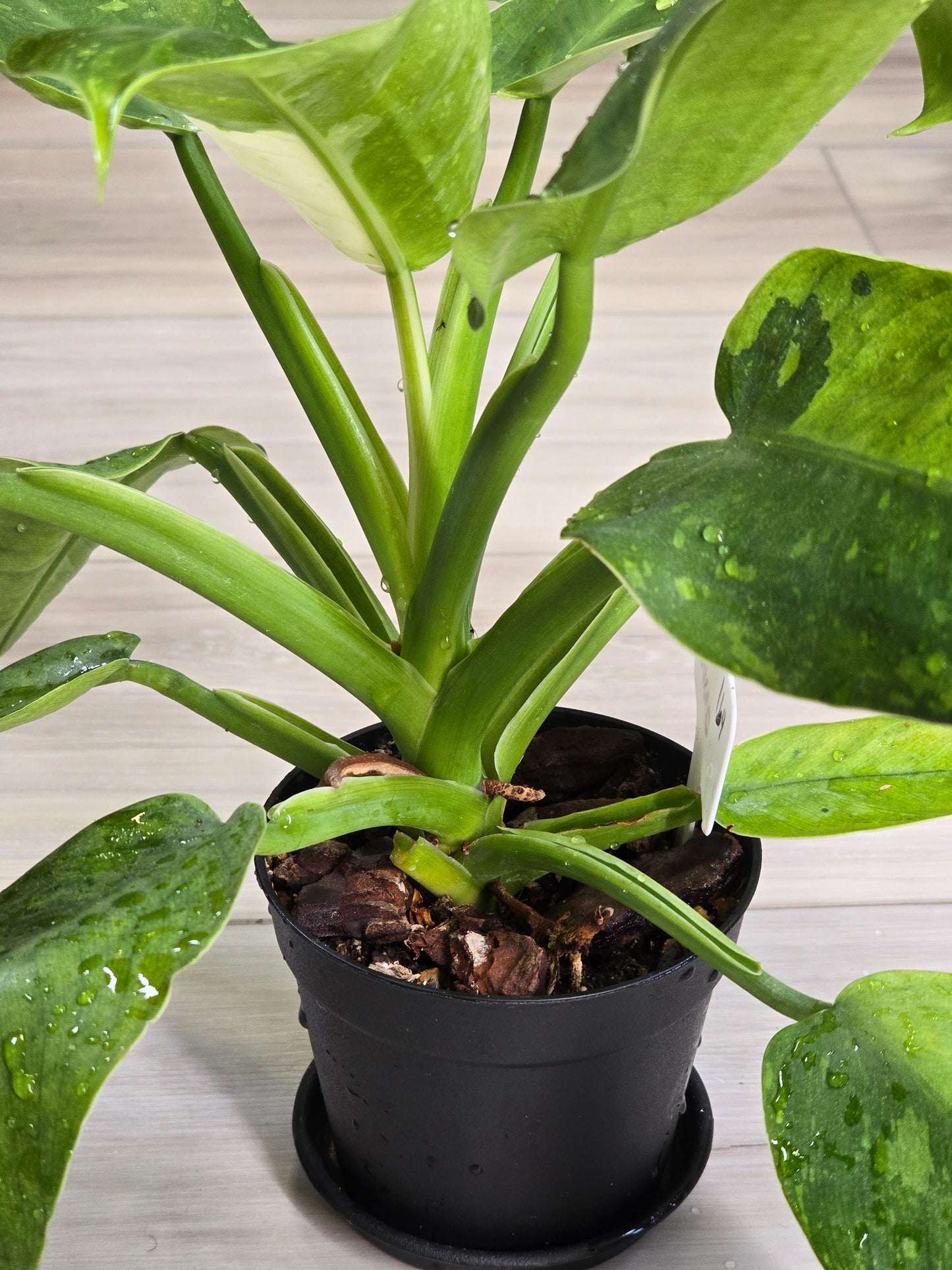 Philodendron Jose Buono Variegated #164