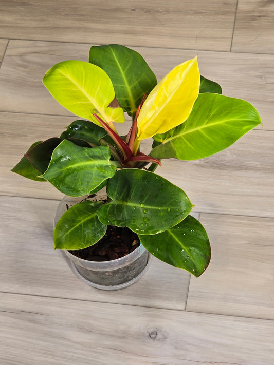 Philodendron Red Moon #26
