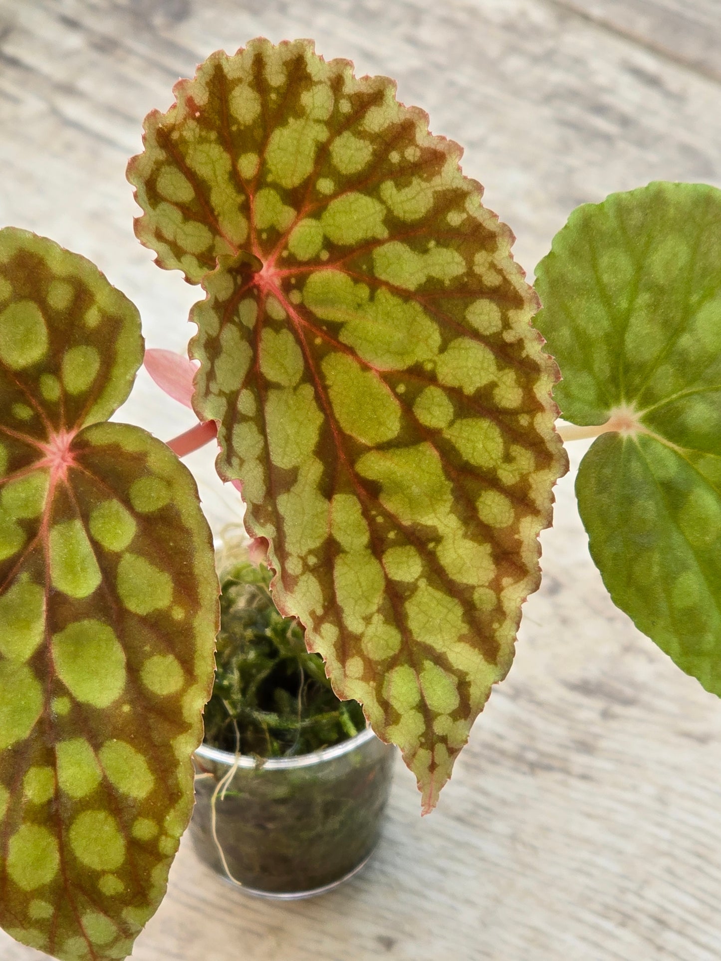 Begonia Chlorosticta Red Form