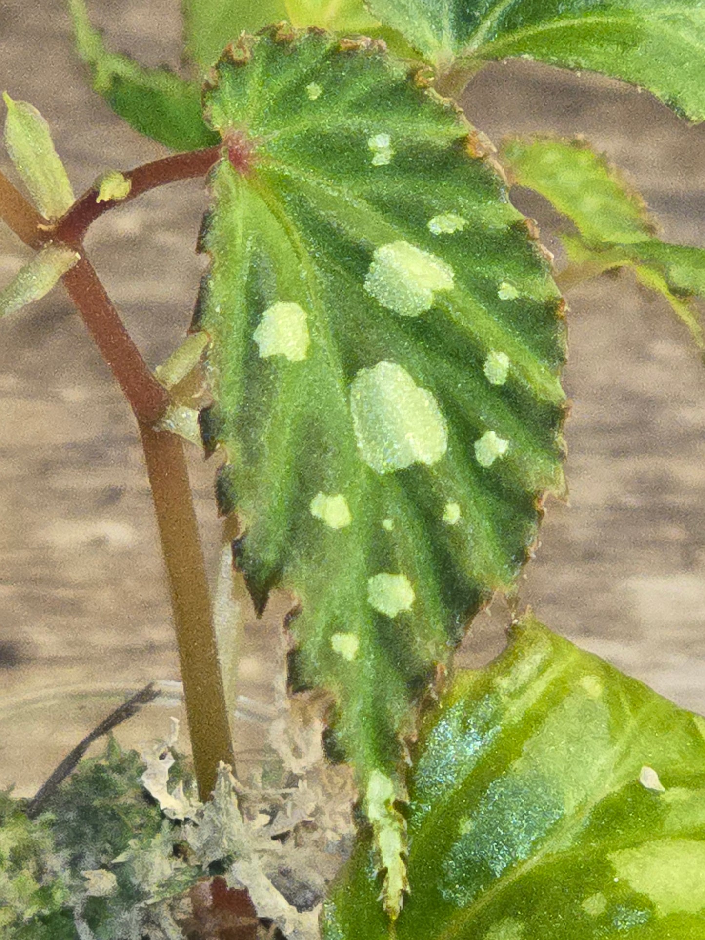 Begonia Mantuk