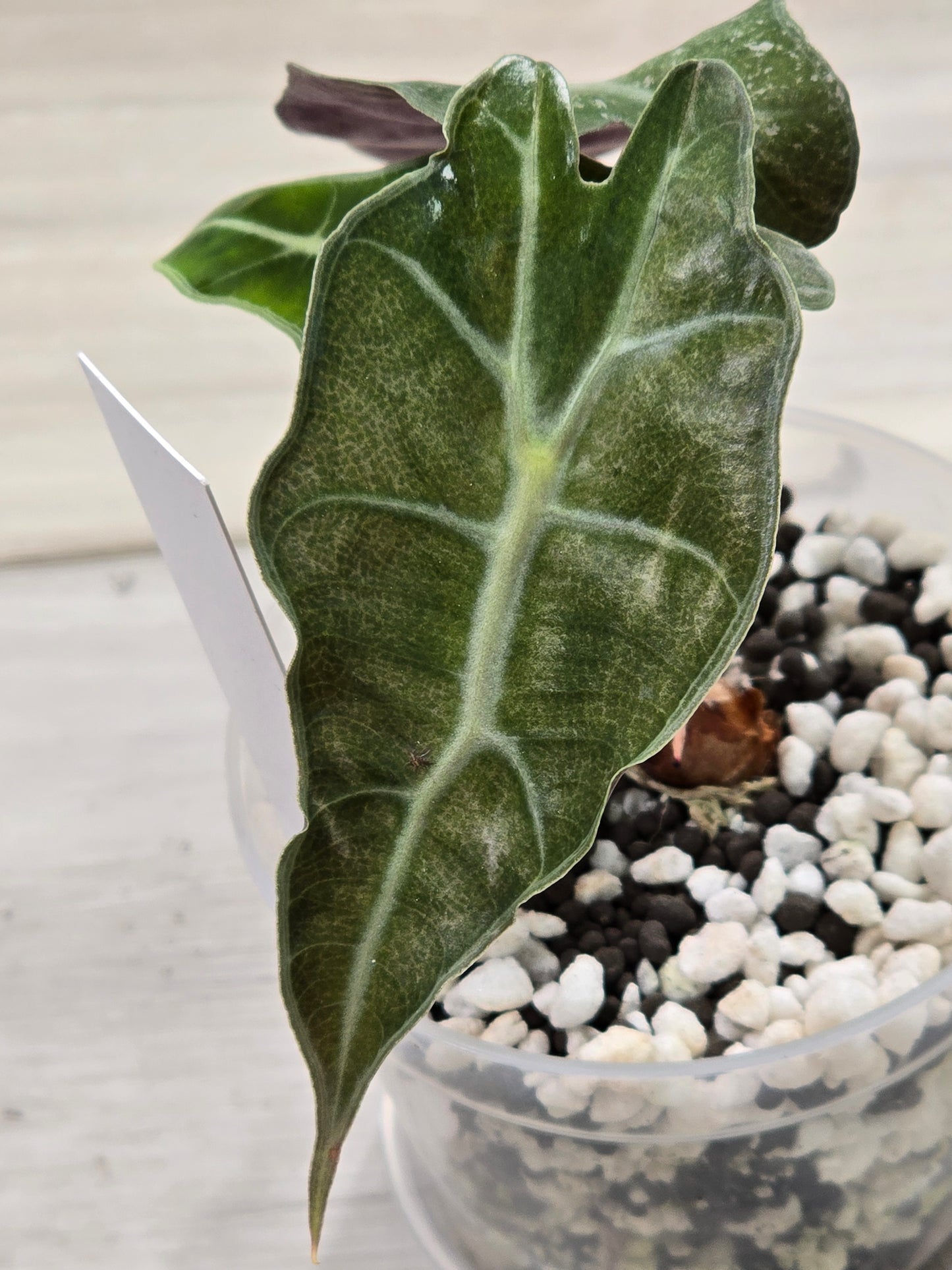 Alocasia Amazonica/Polly Pink Mint #12