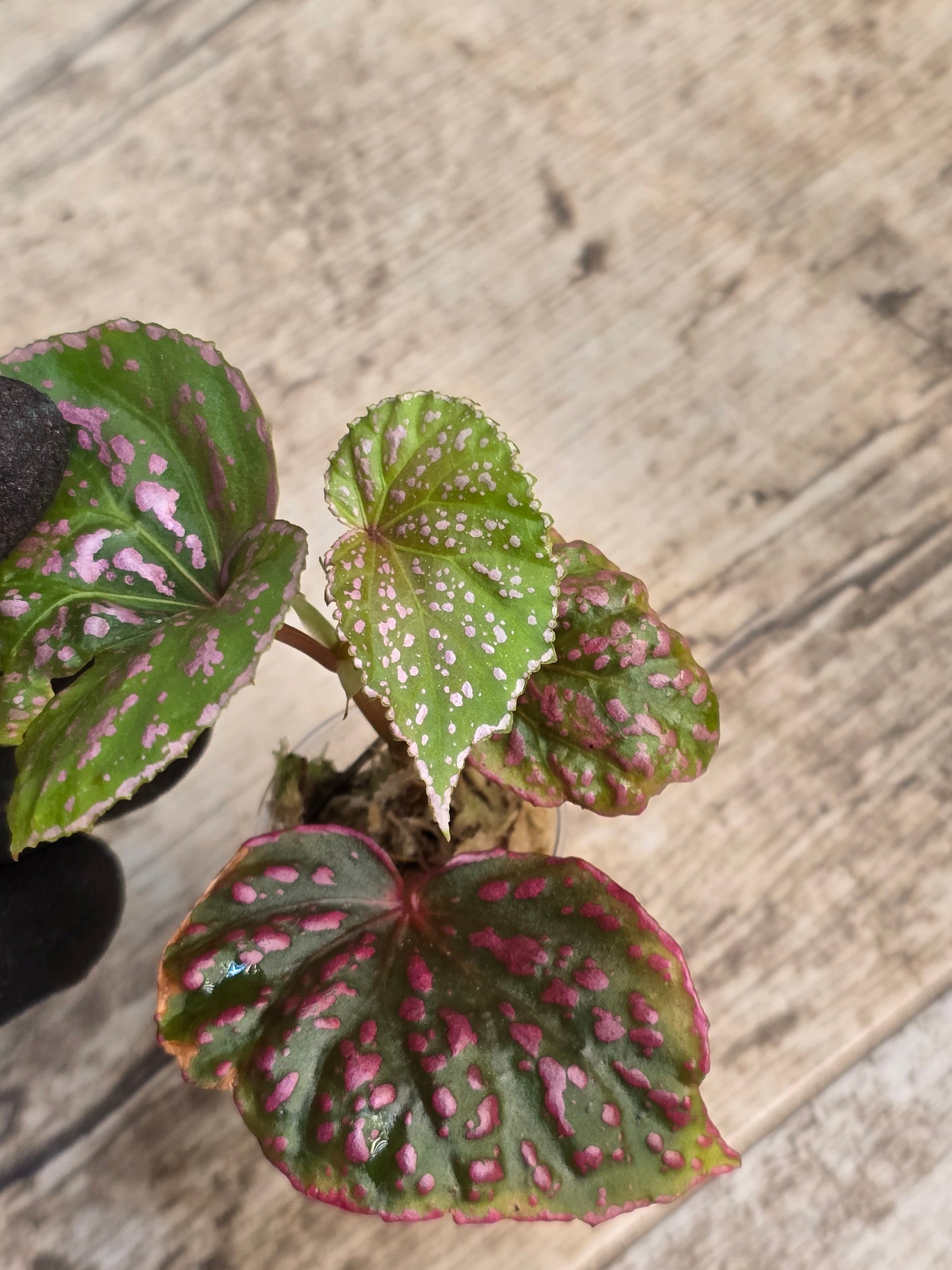 Begonia Roseopunctata
