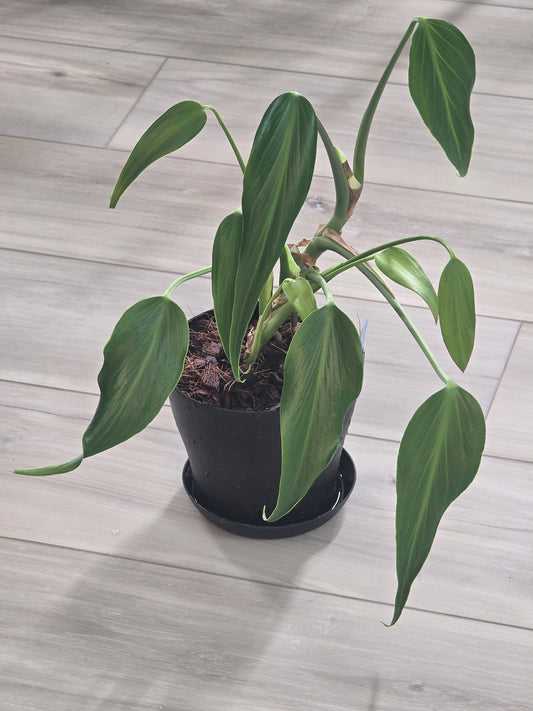 Monstera Burle Marx Flame #404