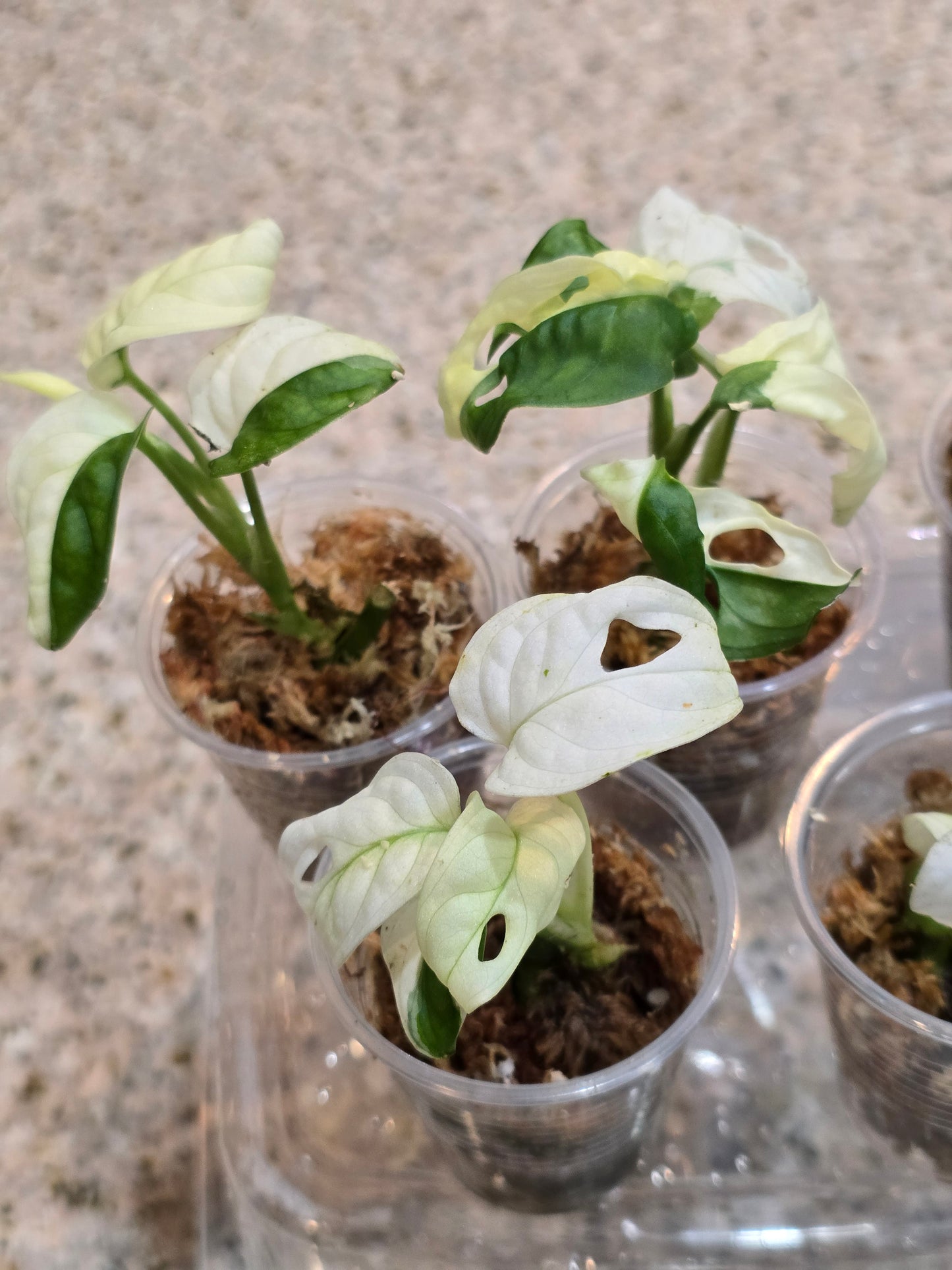 Monstera Adansonii Variegated Rooted Cuttings