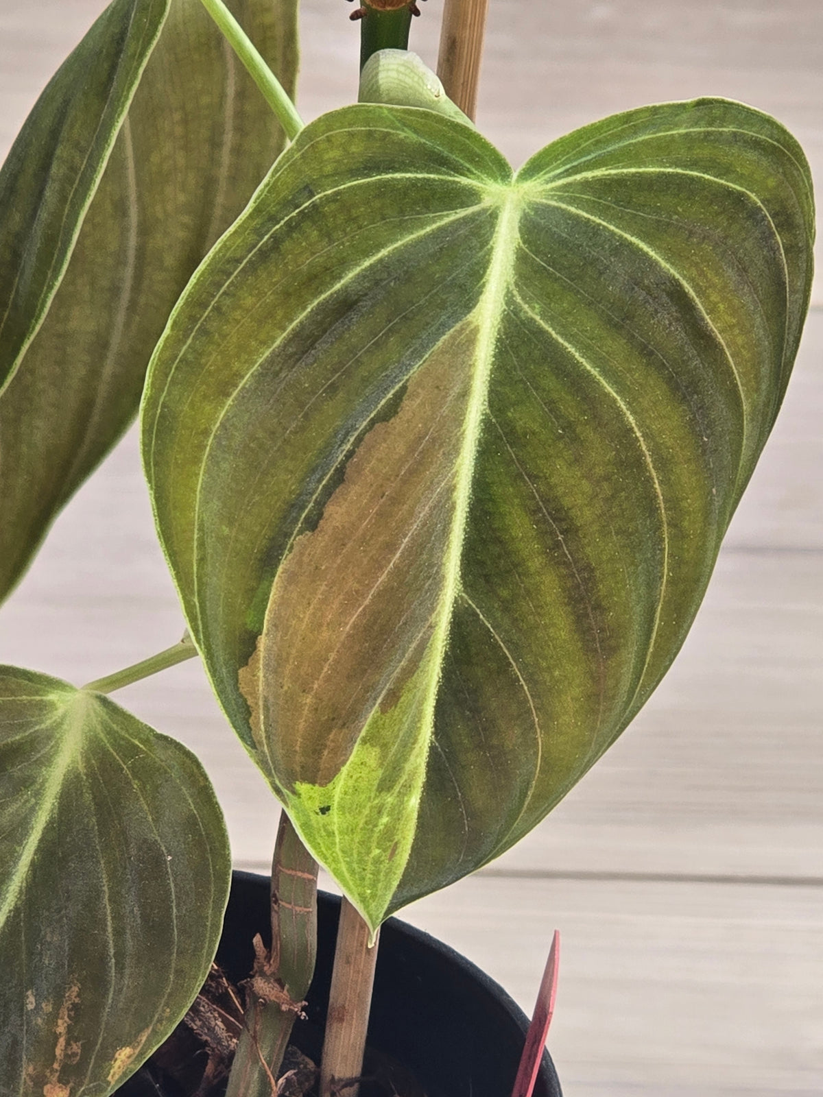 Philodendron Melanochrysum Variegated #478