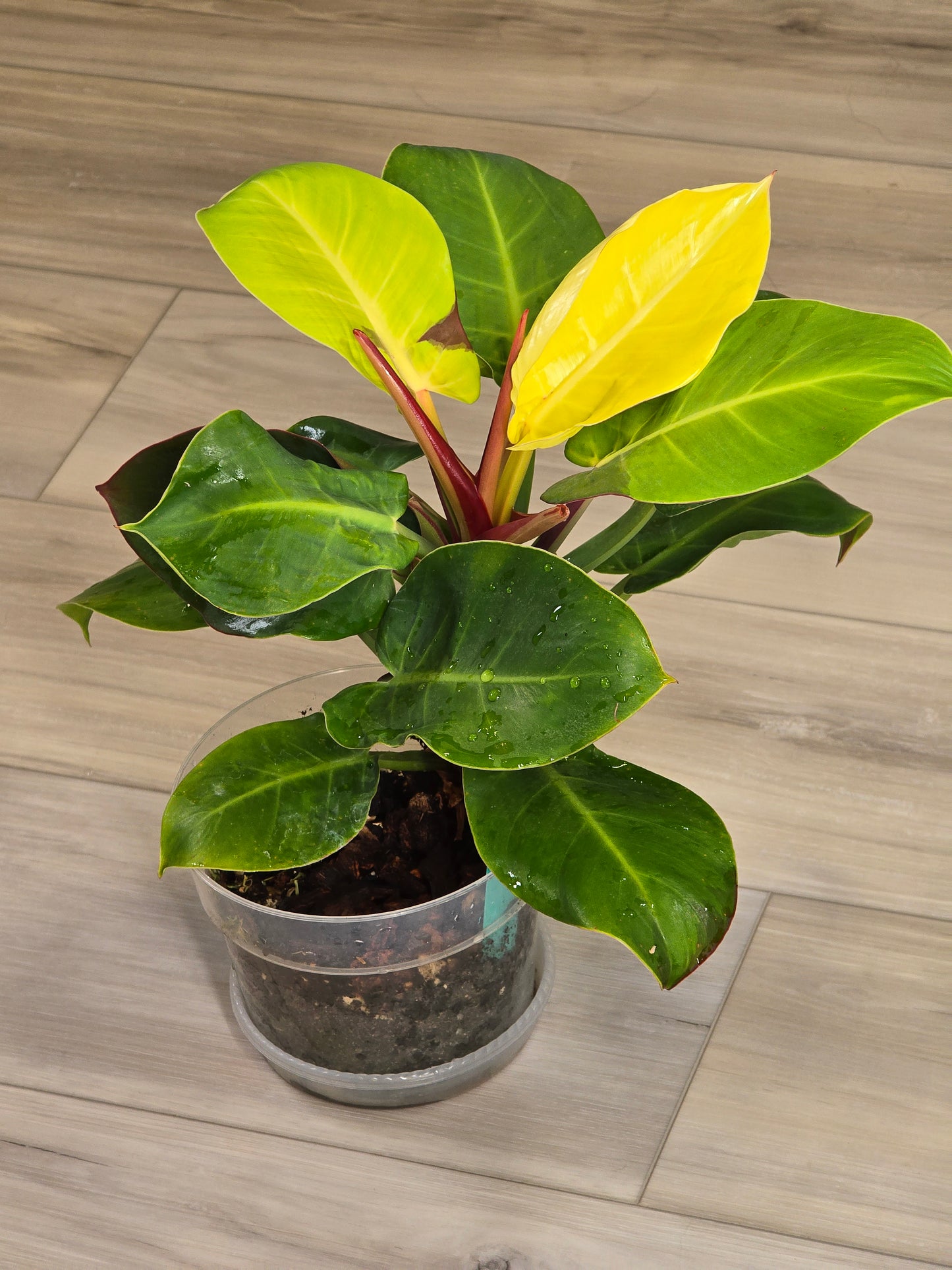 Philodendron Red Moon #26