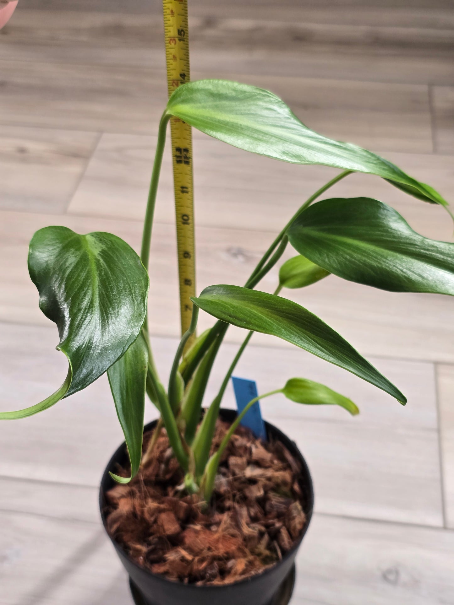 Monstera Burle Marx Flame #404