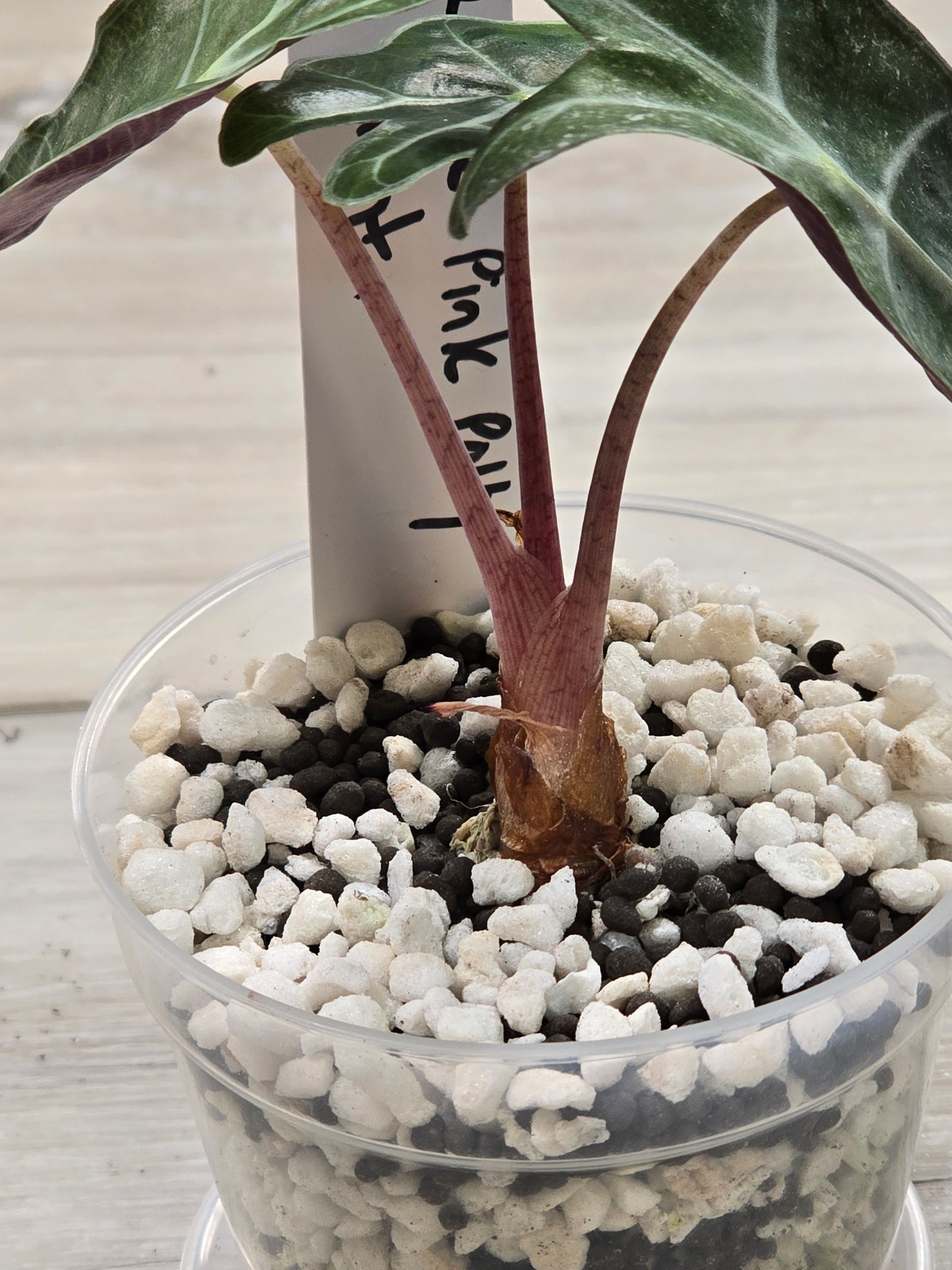Alocasia Amazonica/Polly Pink Mint #12