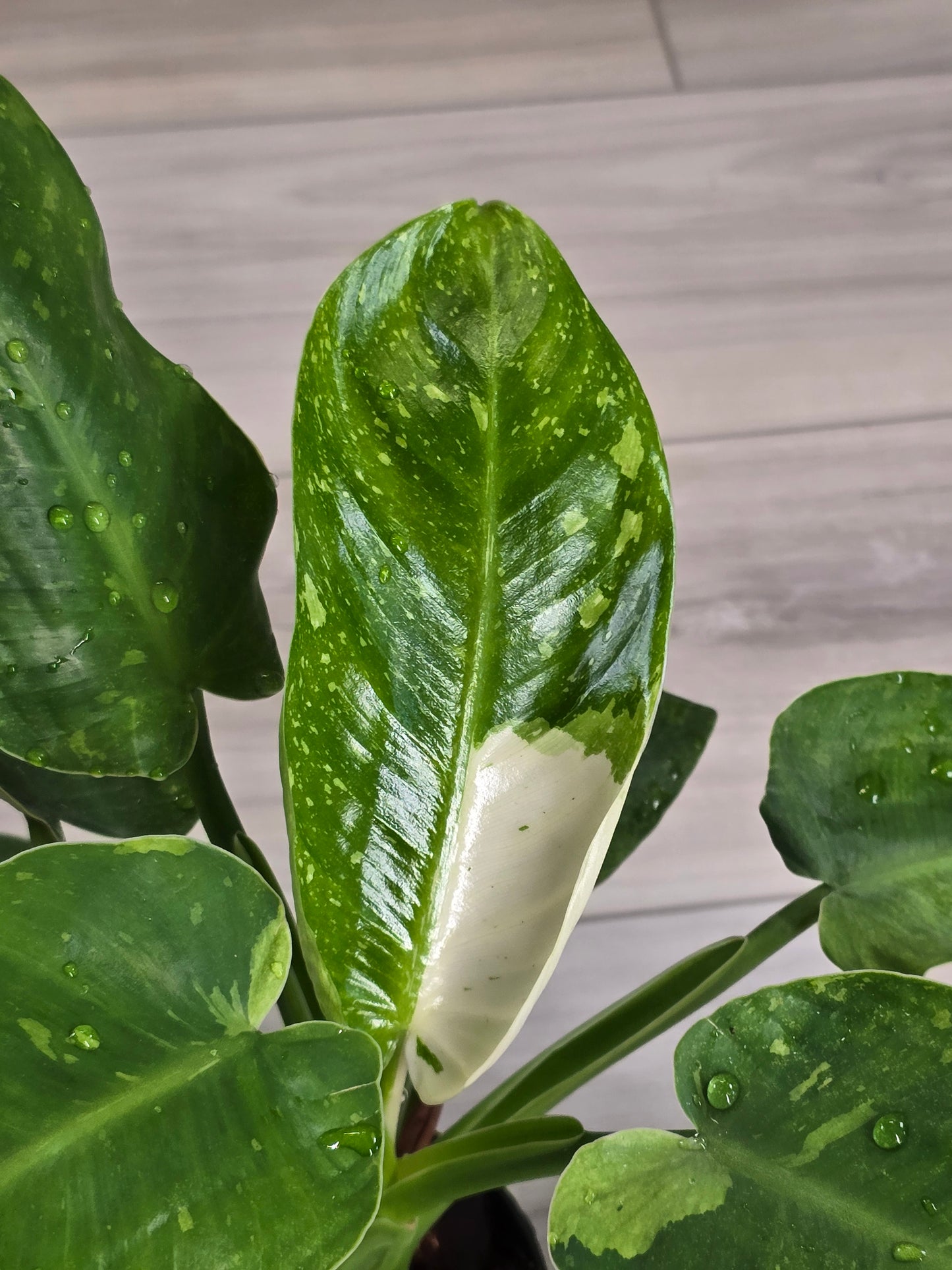 Philodendron Jose Buono Variegated #164