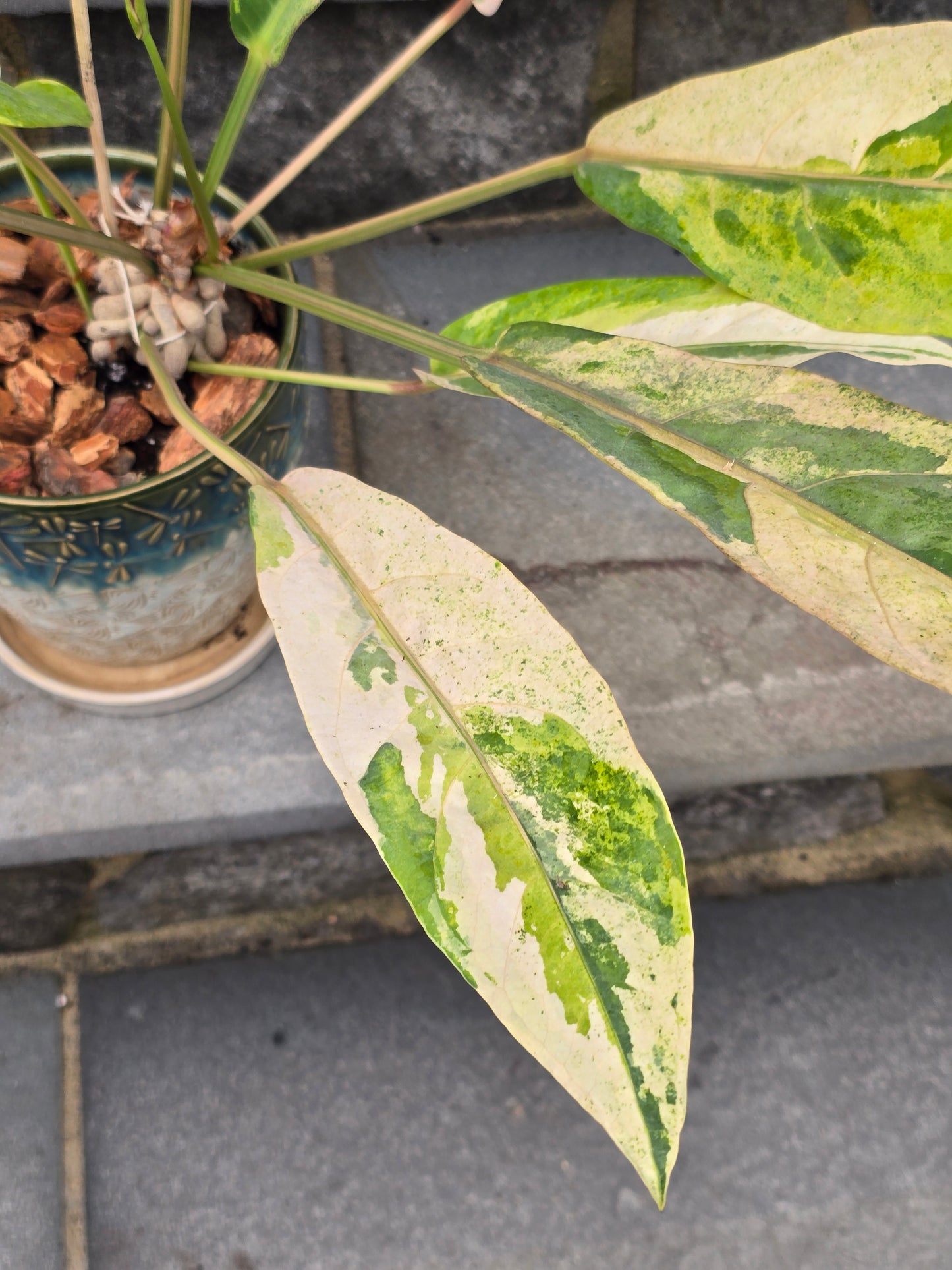 Anthurium Hookeri Variegated/Red Blood #201