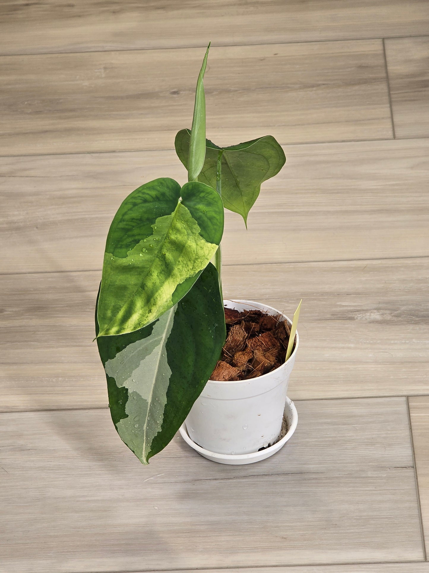 Syngonium Chiapense Variegated #15