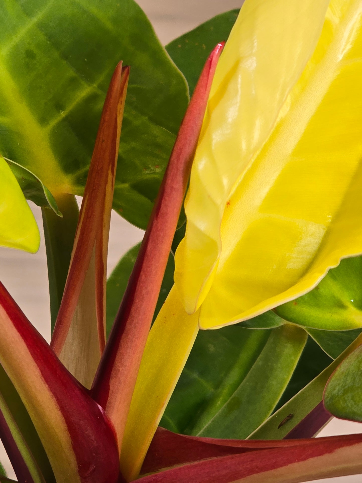 Philodendron Red Moon #26