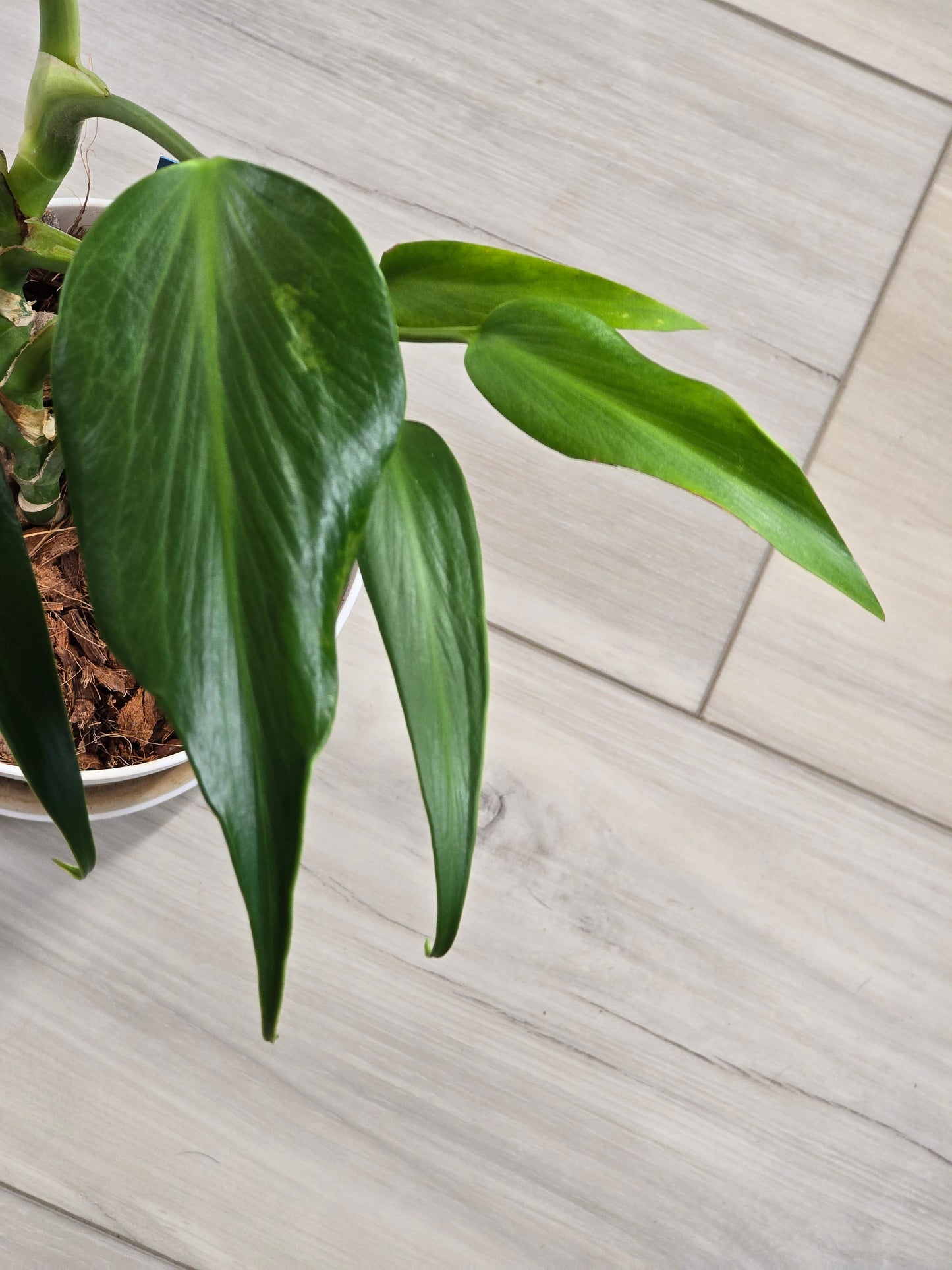 Monstera Burle Marx Flame #405
