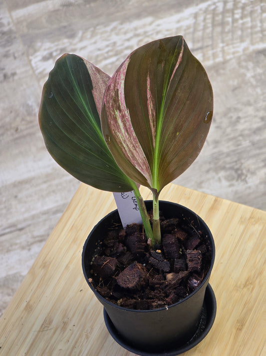 Pink Kaempferia (Growers Choice)