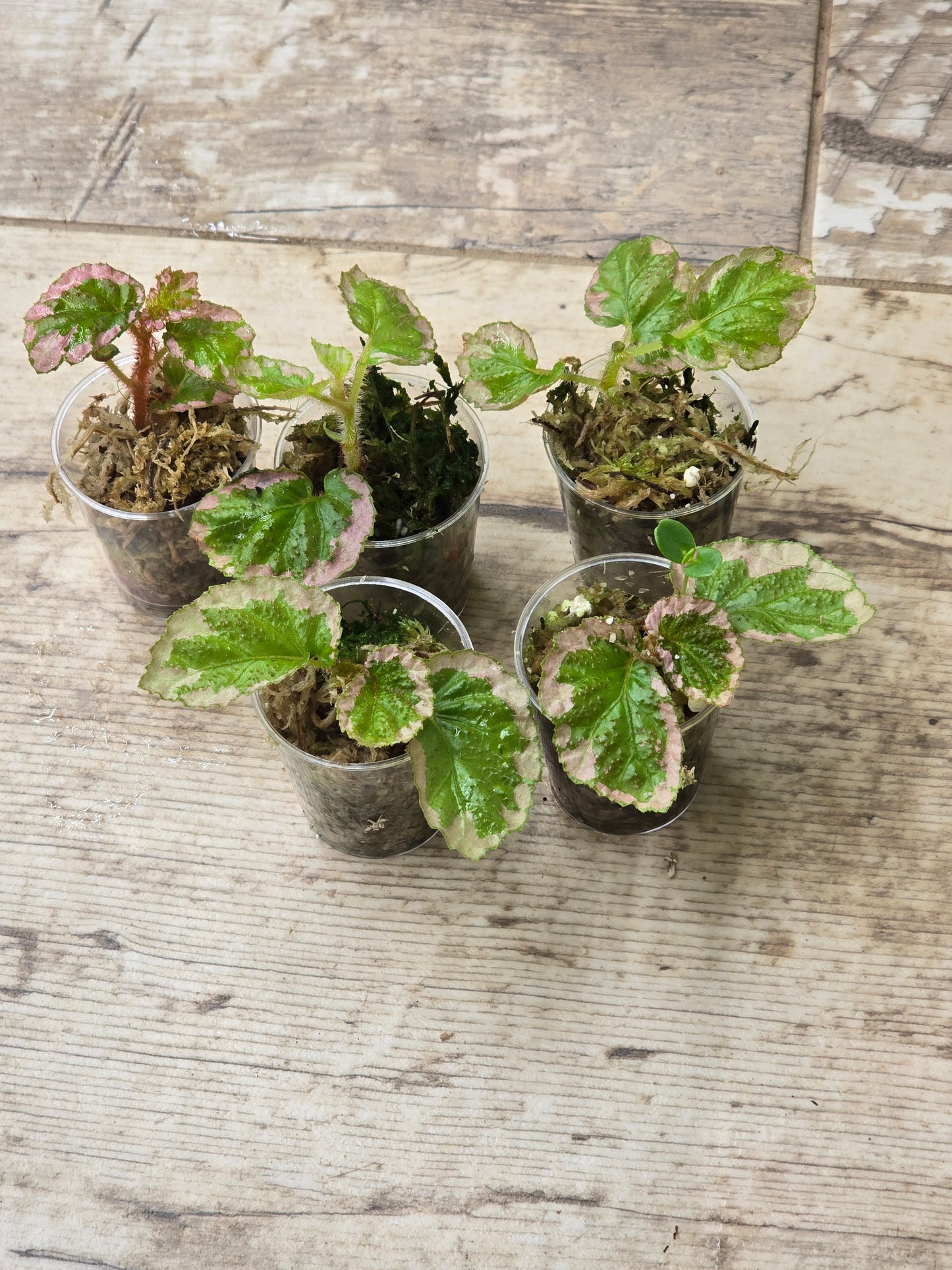 Begonia U012 Fulvovillosa