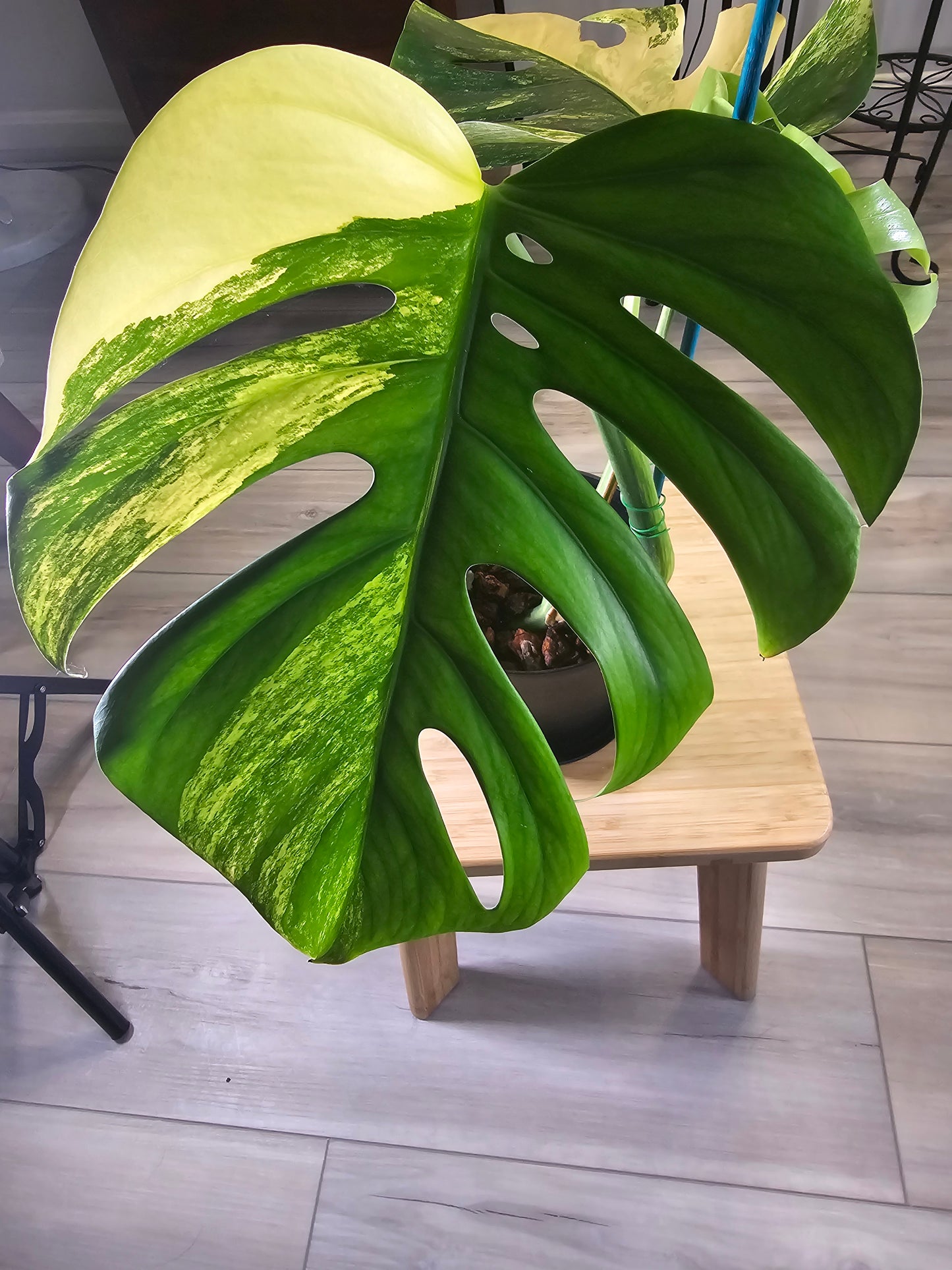 Monstera Aurea Variegated