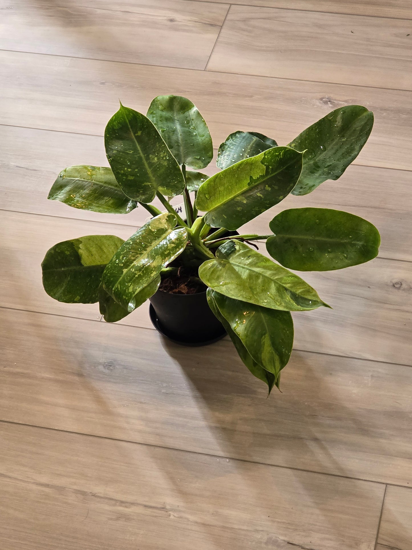 Philodendron Jose Buono Variegated #164