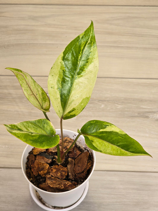 Anthurium Hookeri Variegated
