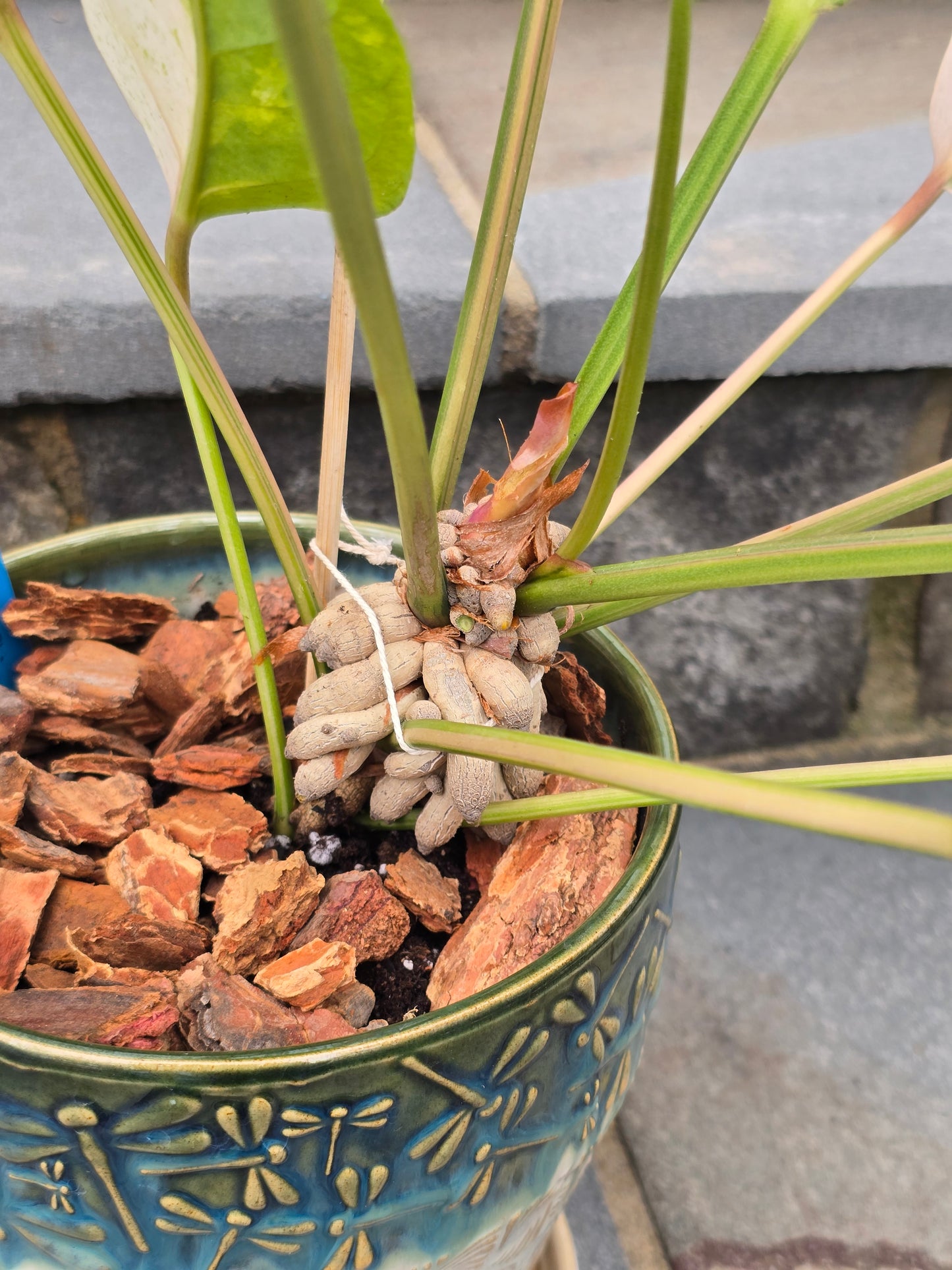 Anthurium Hookeri Variegated/Red Blood #201