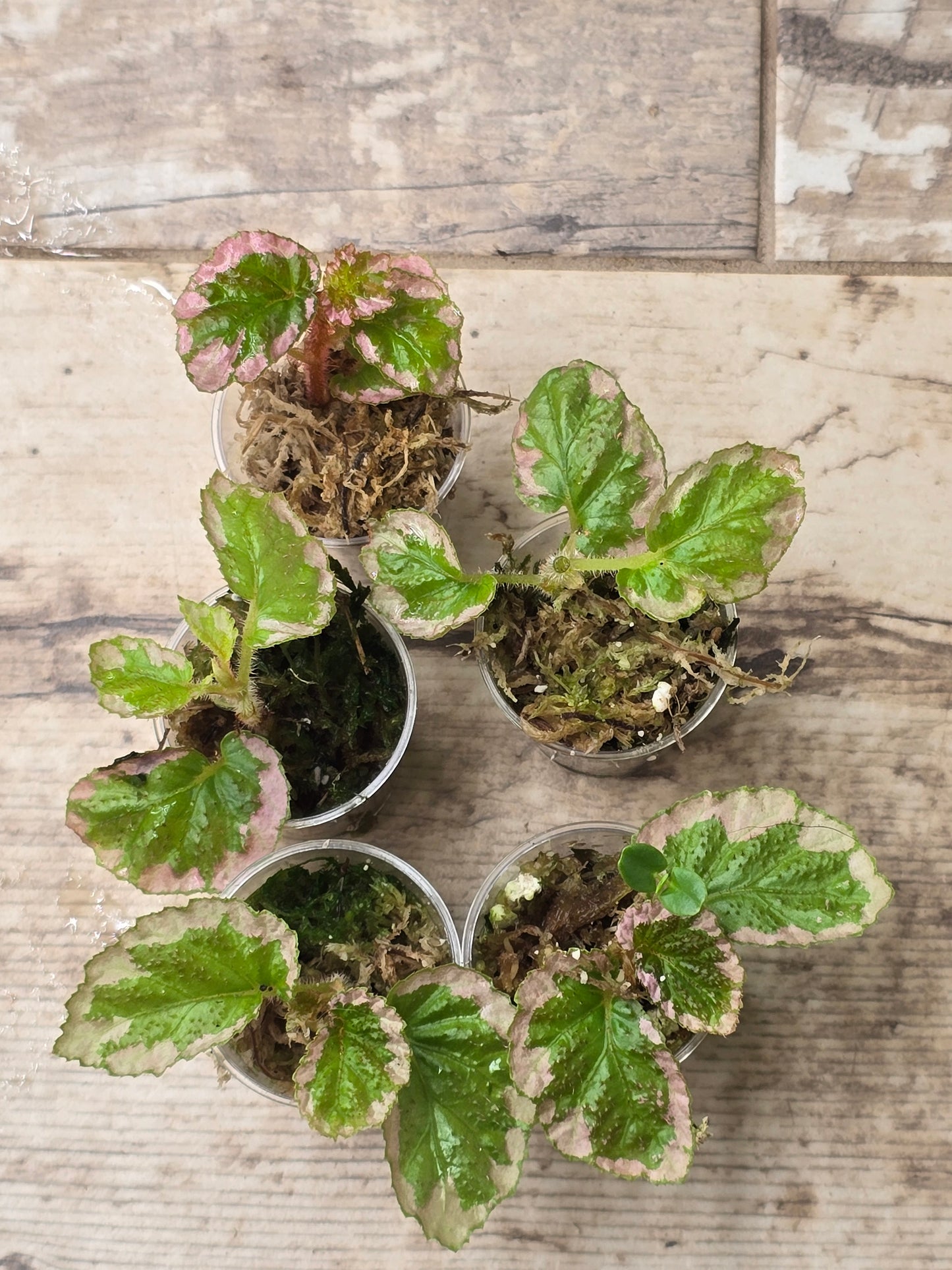 Begonia U012 Fulvovillosa